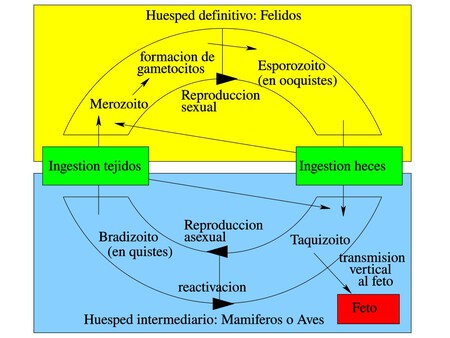 Ciclo