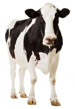 Vacas light producen leche desnatada
