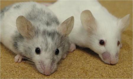 Farmacología: Los diferentes tipos de animales en experimentación (I)