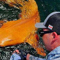 Un hombre en Costa Rica pescó a un tiburón naranja y blanco: es tan extraño que la ciencia ha tenido que investigarlo