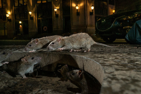 C Charlie Hamilton James Wildlife Photographer Of The Year