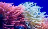 Hipnótico TimeLapse de 150.000 fotografías de corales exóticos que podemos encontrar en Queensland