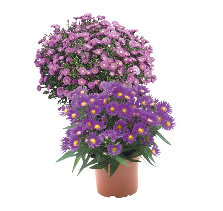 Aster Aldi