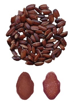 Este nuevo arroz transgénico de color púrpura es rico en antioxidantes