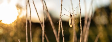 Mañana viernes 5 de junio llega a Lidl una mosquitera corredera para ventanas: se instala sin taladros y cuesta menos de 10 euros