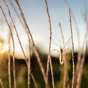 Lidl lanza el viernes 5 de junio la mosquitera corredera para ventanas más práctica: cuesta menos de 10 euros y se instala sin taladros 