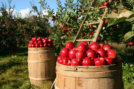 10 tips para tener una alimentación sostenible y ecológica