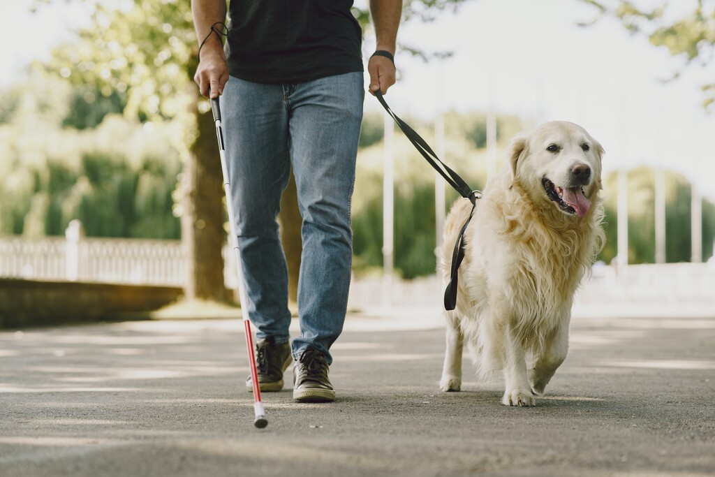 Nunca deberíamos distraer a los perros guía mientras están trabajando
