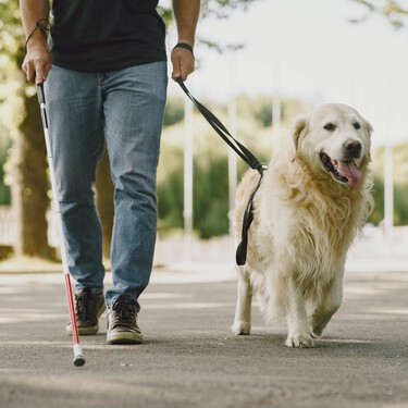 Nunca deberíamos distraer a los perros guía mientras están trabajando