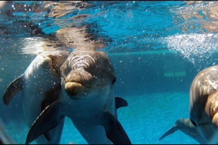 Delfines
