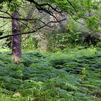 El lugar del mundo con más setas está en Galicia: la isla Cortegada es un paraíso fúngico