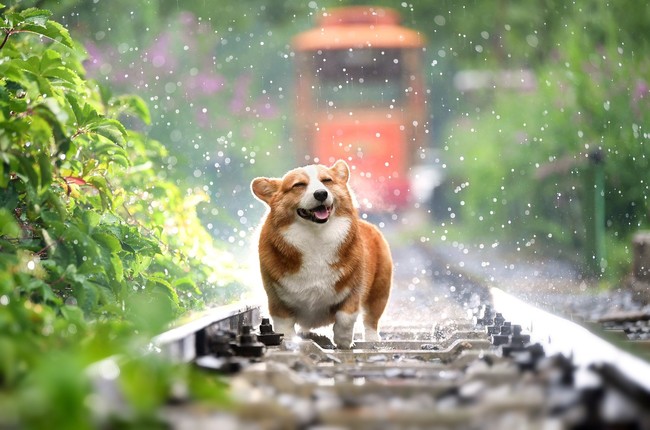 Dog 4415649 1920