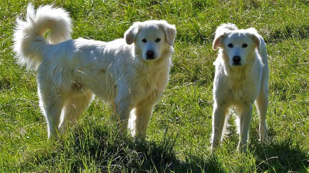 5 Preguntas antes de adoptar a un perro