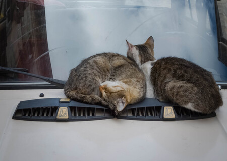 Gatos en el capó de un coche