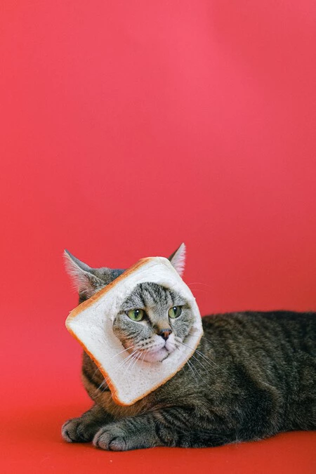 Los gatos pueden ser mimosos: estas son las razas más cariñosas (según un estudio)