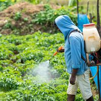 Tras 34 años, México prohíbe el DDT y otros 35 pesticidas en el país. Será ilegal usarlos a partir de esta fecha 