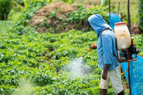 Tras 34 años, México prohíbe el DDT y otros 35 pesticidas en el país. Será ilegal usarlos a partir de esta fecha