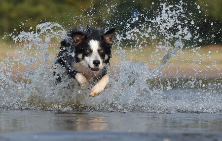 Primer Verano Con Perro Cuidados Basicos