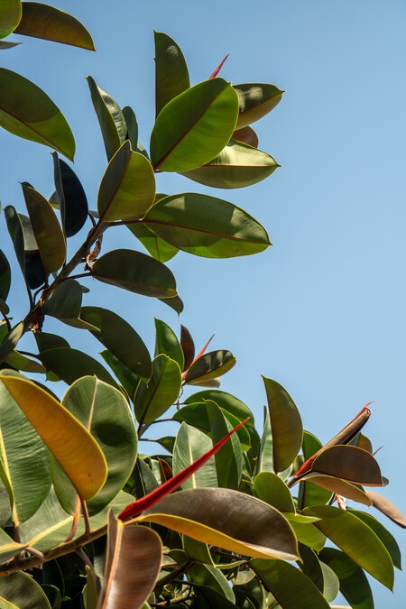 Ficus elastica (árbol del caucho)