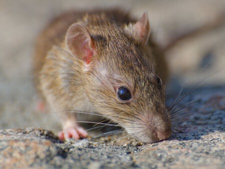 Rata