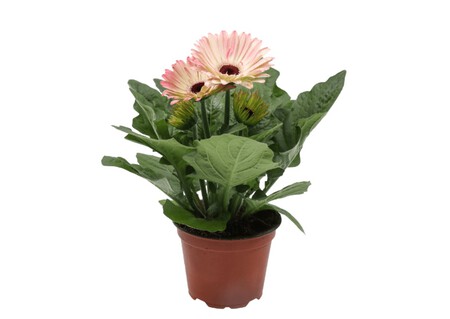 Gerbera Aldi