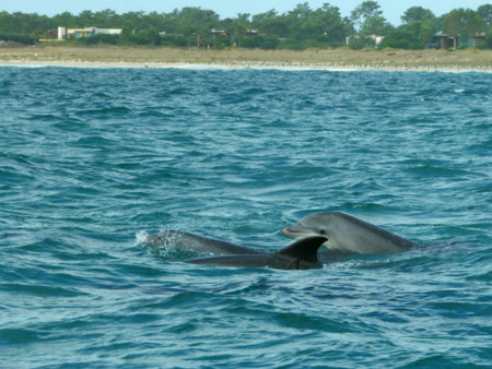 Delfines
