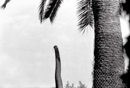 Joan Fontcuberta y sus imágenes germinales en un nuevo Photobolsillo de La Fábrica