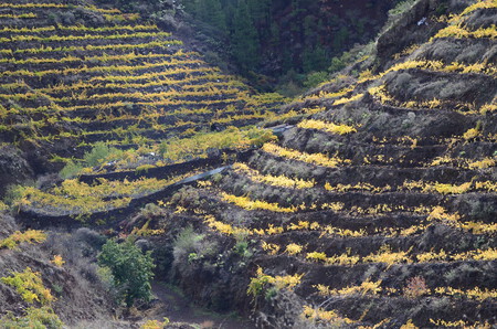 Vino De Tea La Palma Bancales Volcanicos Copy Do Vino De La Palma 2