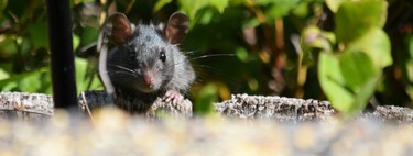 Las ratas desaparecerán de tu casa con este producto natural que también actúa en el jardín