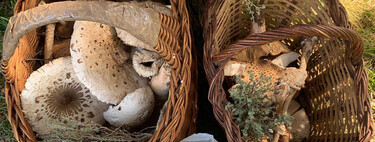 Siempre que he ido a por setas me he guiado por las reglas infalibles de mi suegro. Este año lo he puesto a competir con ChatGPT y Google Gemini