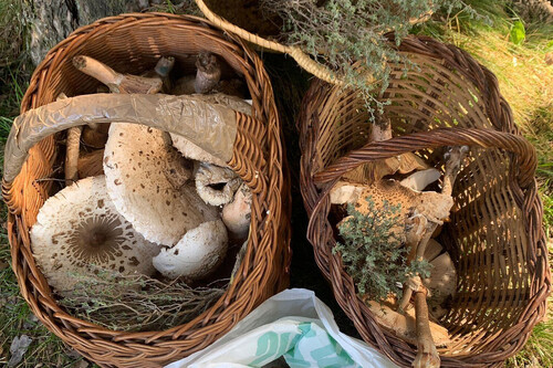 Siempre que he ido a por setas me he guiado por las reglas infalibles de mi suegro. Este año lo he puesto a competir con ChatGPT y Google Gemini