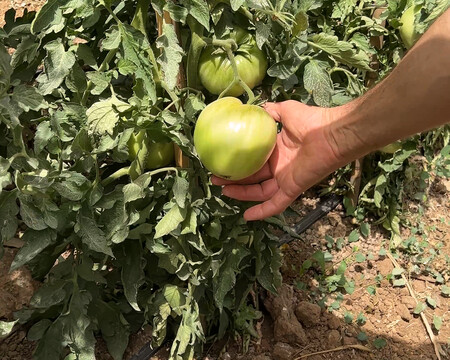 Tomate Huevo Toro 0425