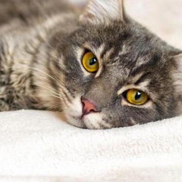 Jane Davidson, veterinaria, desvela cuánto tiempo tarda un gato en olvidarte: “Su recuerdo no se basa solo en el apego emocional, sino también en la sensación de seguridad física”