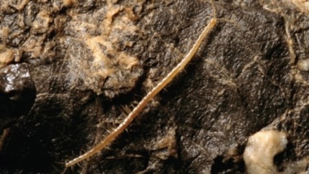 Se halla un cempiés que vive en la cueva más profunda del mundo y lo bautizan en honor a Hades