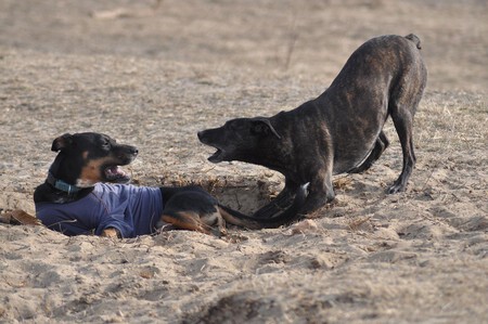 Sabes Como Presentar Dos Perros Correas