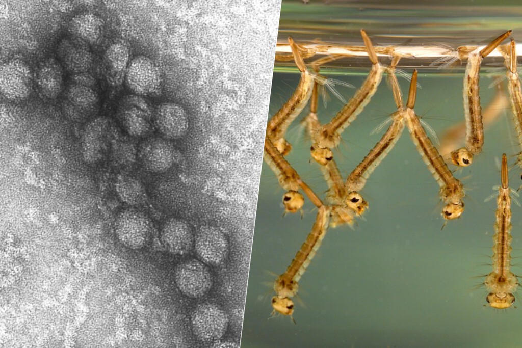 En 2023 se capturaron solo en Andalucía 50.000 mosquitos transmisores del virus del Nilo. Es un problema