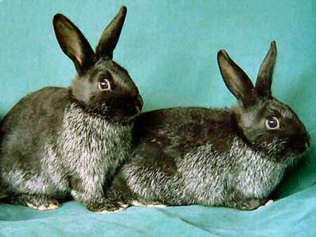 Especies Conejos