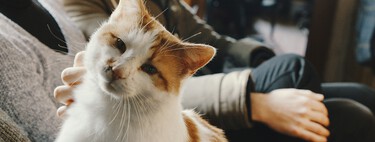 La Unión Europea cambia las normas: es obligatorio un nuevo certificado zoosanitario para viajar con perros y gatos 
