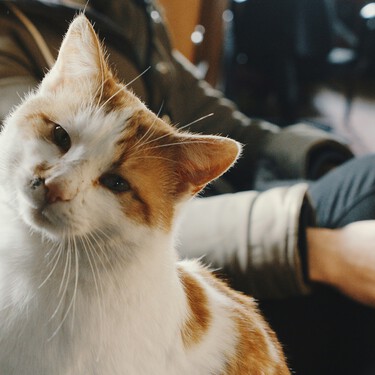 La Unión Europea cambia las normas: es obligatorio un nuevo certificado zoosanitario para viajar con perros y gatos 