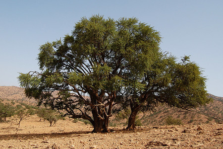 Aceite de Argán, el oro líquido. Productos de belleza y cosmética