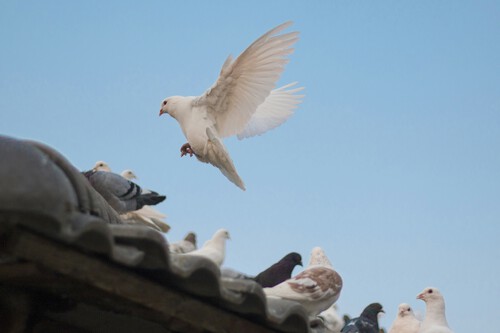 Palomas balcón