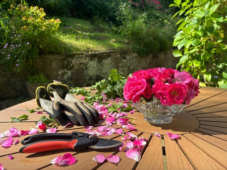 rosas
