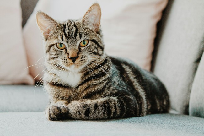 Gato