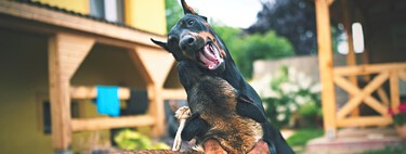 Por qué es recomendable tener un seguro civil para nuestro perro incluso si la Ley de Bienestar Animal no lo hubiera hecho obligatorio 
