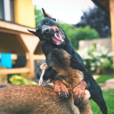 Por qué es recomendable tener un seguro civil para nuestro perro incluso si la Ley de Bienestar Animal no lo hubiera hecho obligatorio 