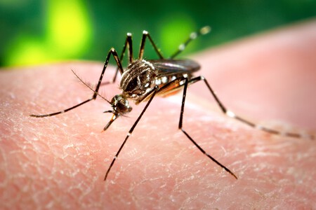 Mosquito picando pele humana