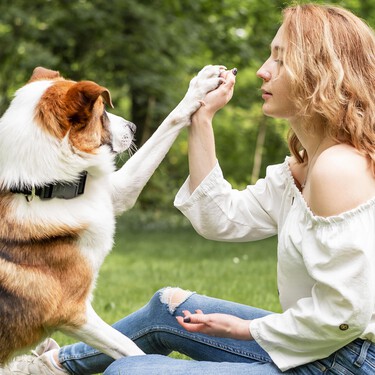 Llegan a España las apps para que te cuiden gratis al perro 