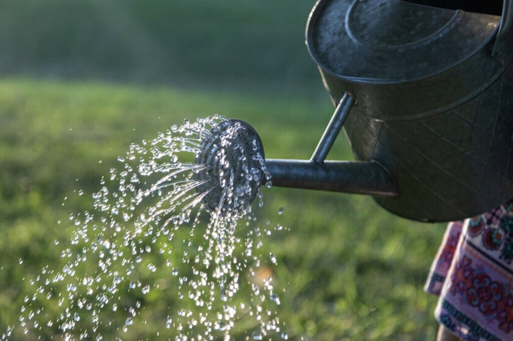 Jardineros expertos lo dejan claro: esta es la mejor hora para regar las plantas en verano y tener el huerto siempre verde