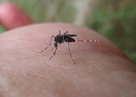 Cuidado con los insectos, transmiten enfermedades