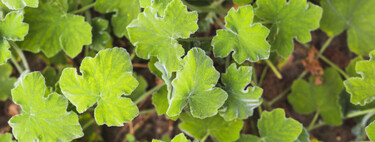 No te cargues esta planta: es considerada una mala hierba, pero es muy útil en junio si quieres tener un jardín bien florido